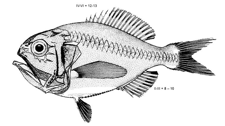 Hoplostethus cadenati_01.jpg